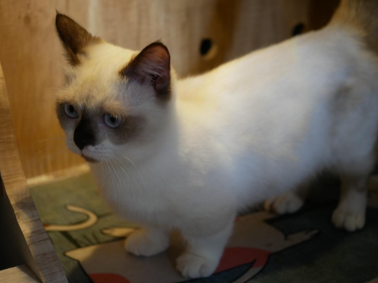 SANTANG - Munchkin Himalaya