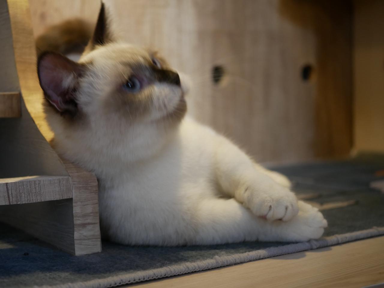 SNOWY - Scottish Fold