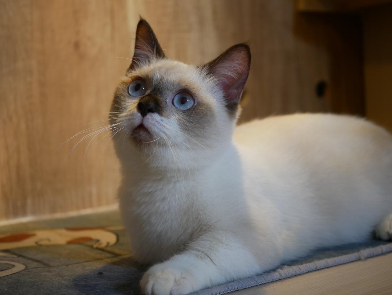 PEARL - British Shorthair