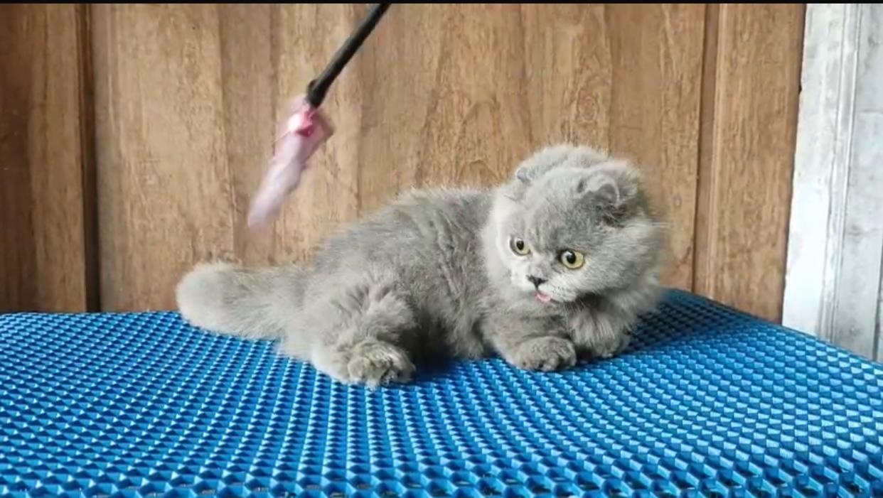 OWALA - Siamese